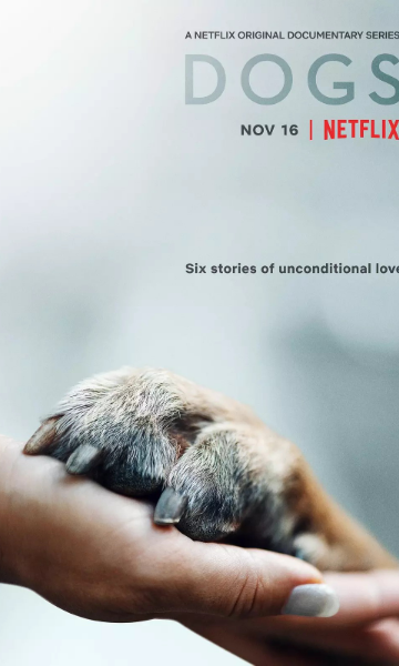 爱犬情深封面图