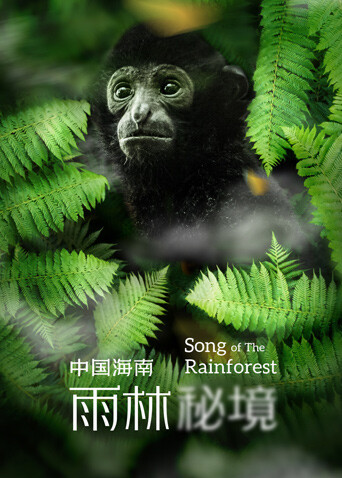 中国海南:雨林秘境封面图