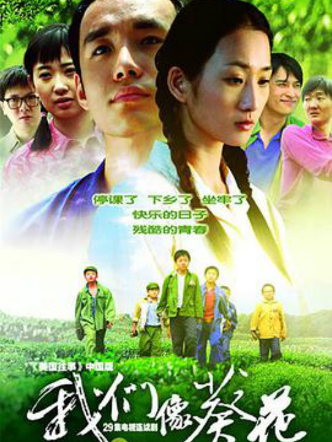 我们像葵花封面图