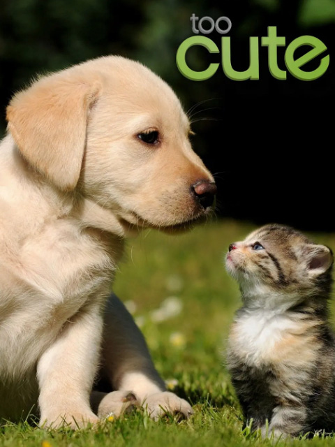 萌宠成长记  第二季版封面图