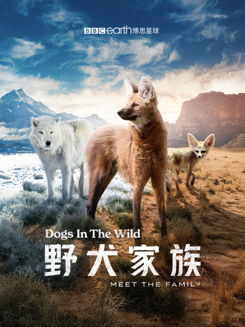 野犬家族版封面图