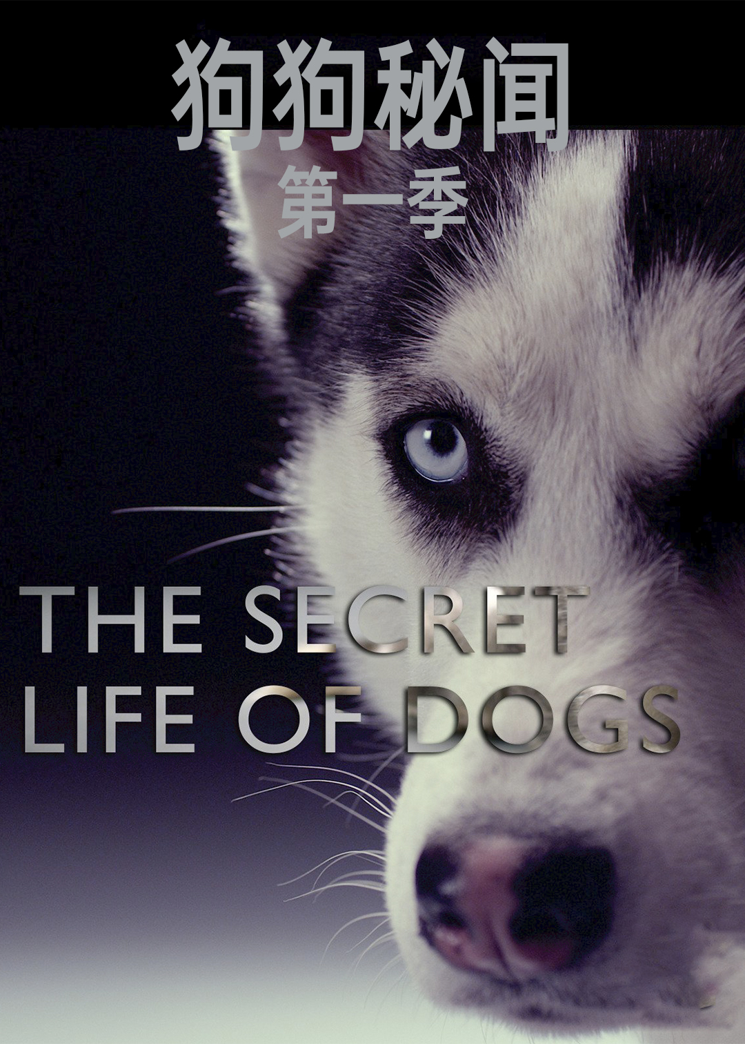 狗狗秘闻封面图