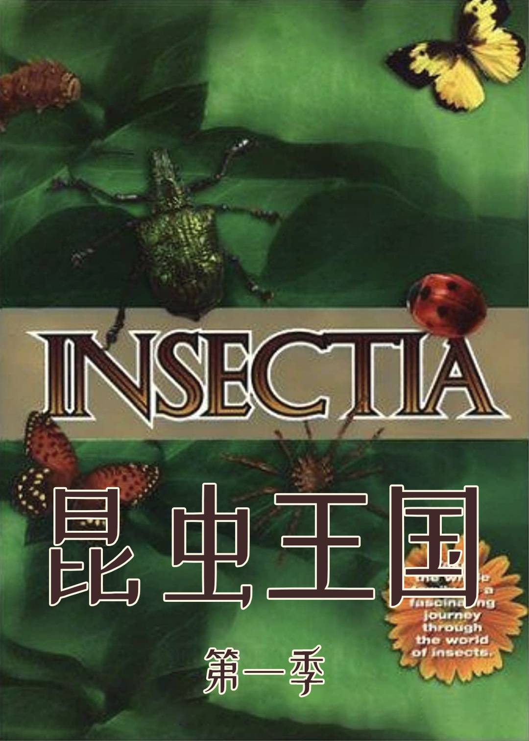 昆虫王国封面图