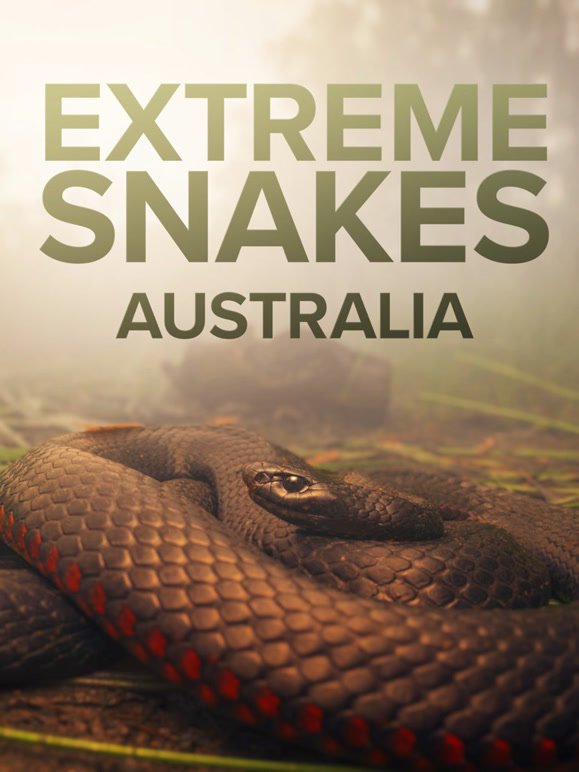 疯狂的蛇版封面图