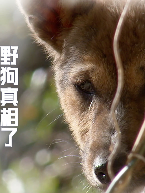 野狗真相了封面图