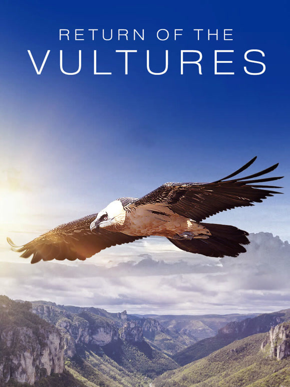 秃鹫归来封面图