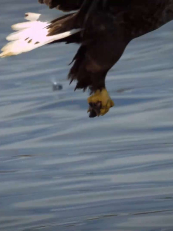 速度与生命封面图