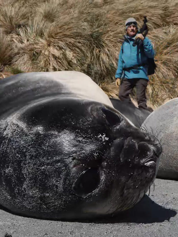 鲸鱼的智慧封面图